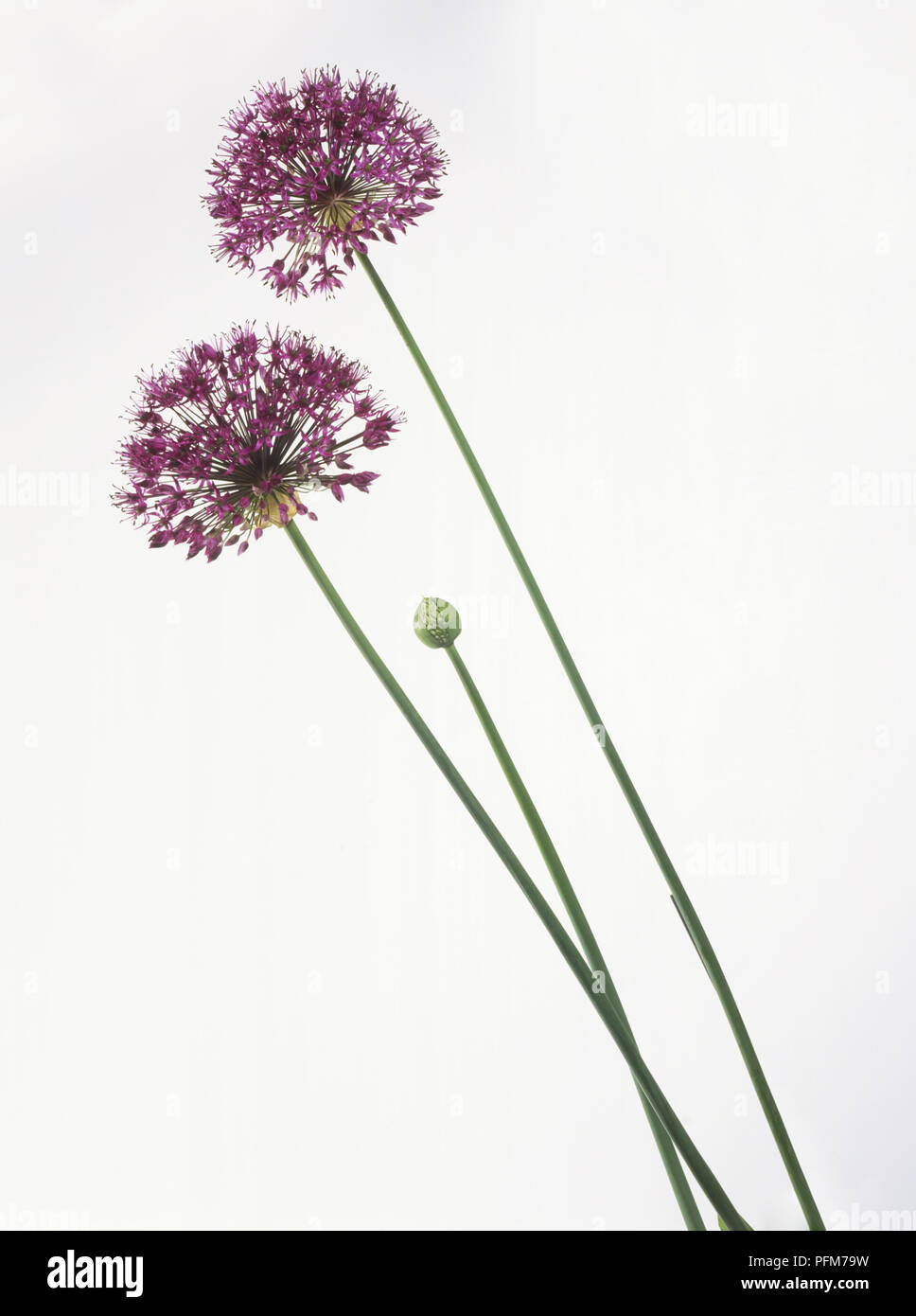 Allium sp., due rosa cipolla ornamentali fiori e bocciolo Foto Stock