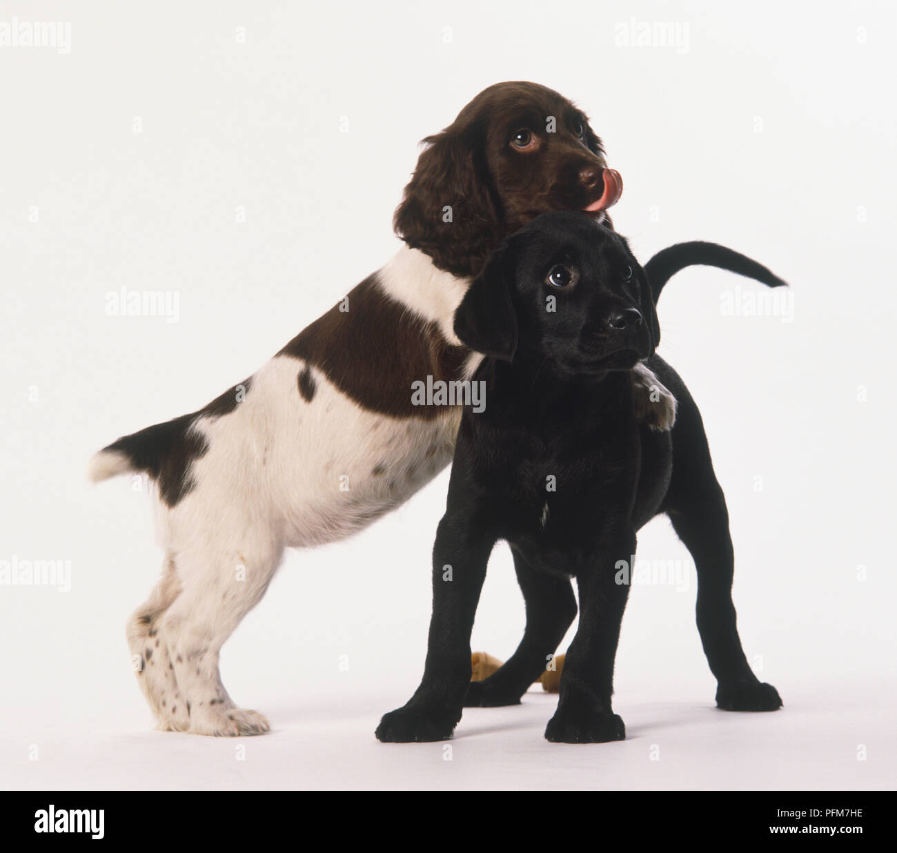 Un cucciolo di spaniel in appoggio le sue zampe anteriori sul retro di un nero labrador retriever cucciolo Foto Stock