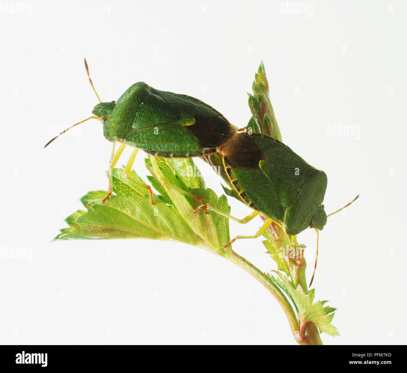 Due scudo verde bugs (Palomena prasina) su una foglia di accoppiamento Foto Stock