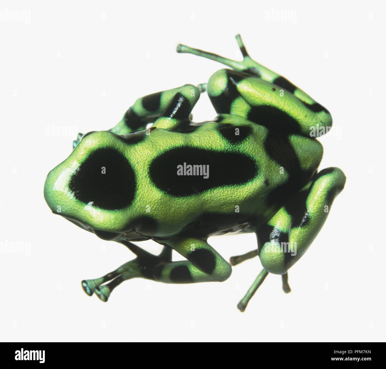 Poison dart (rana Dendrobates auratus) Foto Stock