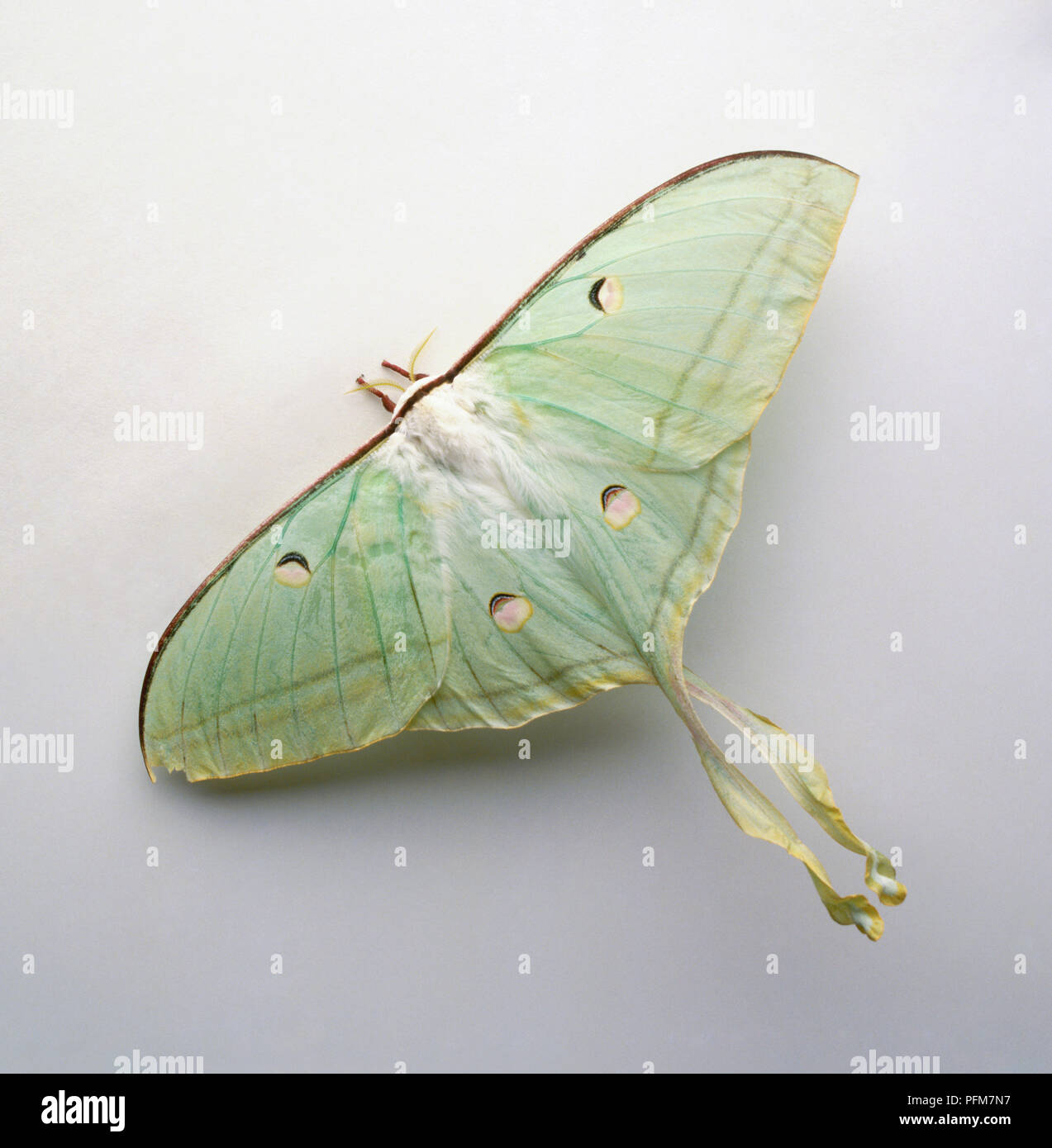 Luna Indiana Tarma (Actias selene), verde tignola, close-up Foto Stock