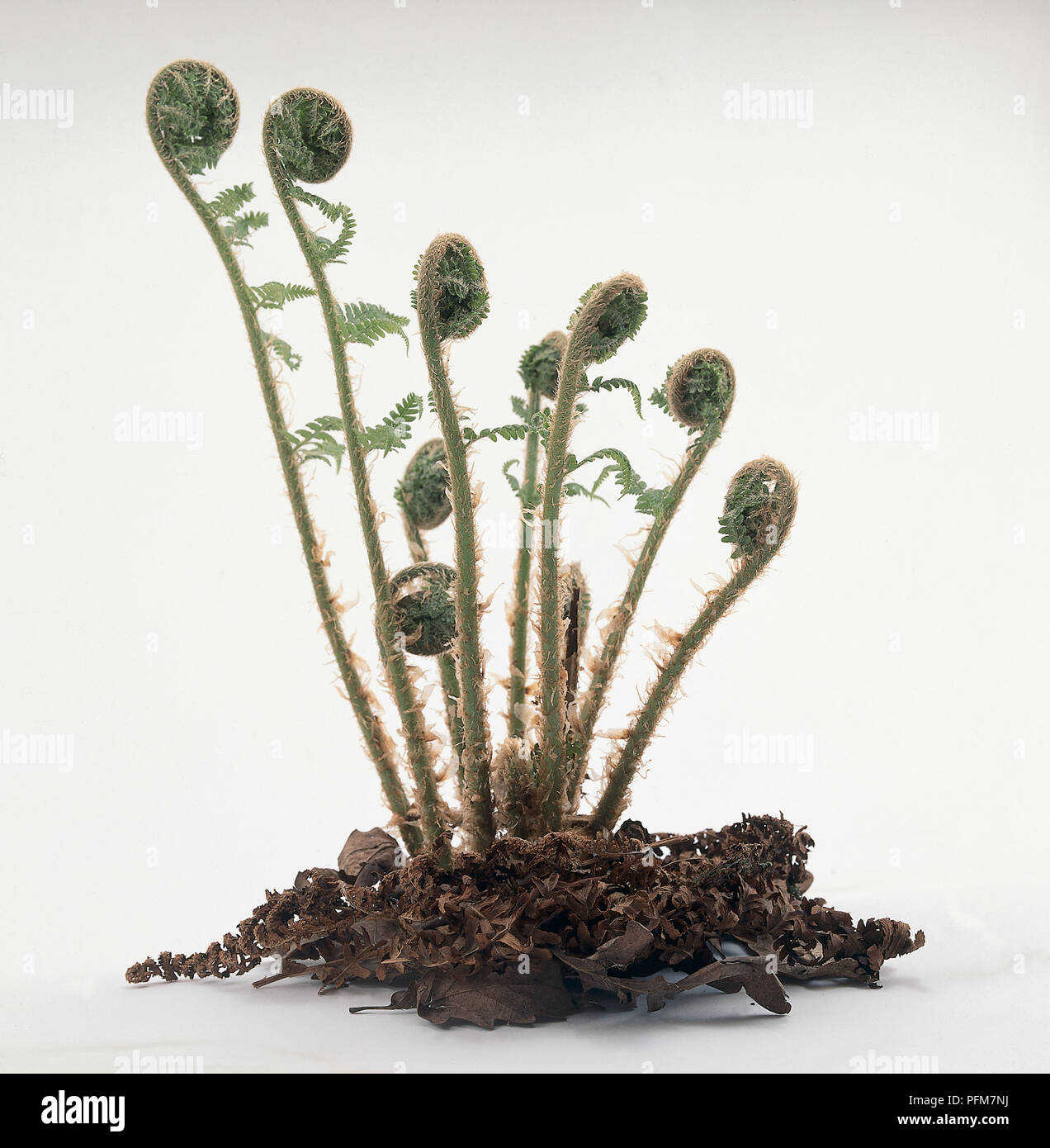 Squamosa felci maschio (Dryopteris affinis) tra le foglie morte Foto Stock