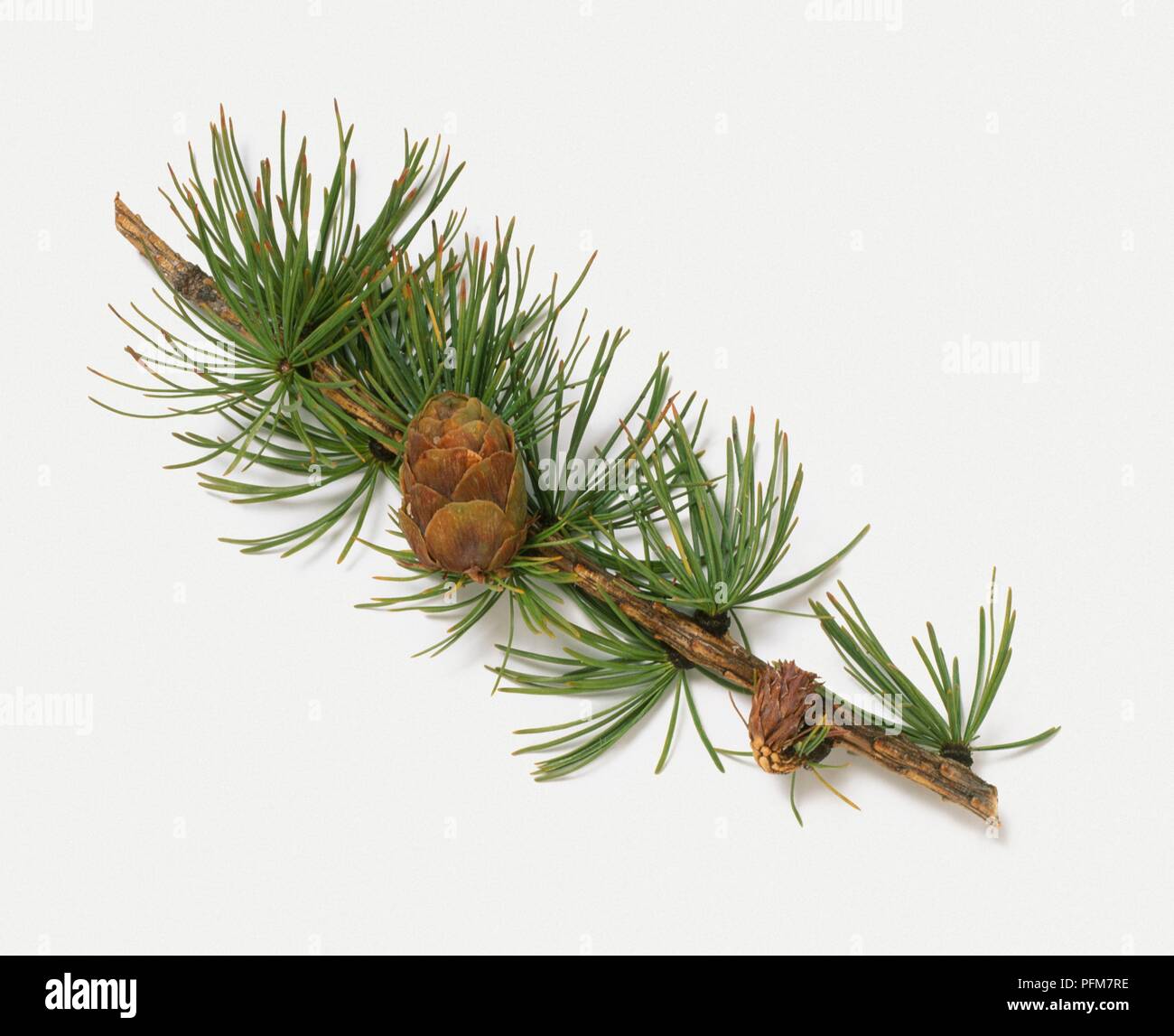 Larix laricina (Tamarack), stelo con foglie verdi e coni Foto Stock