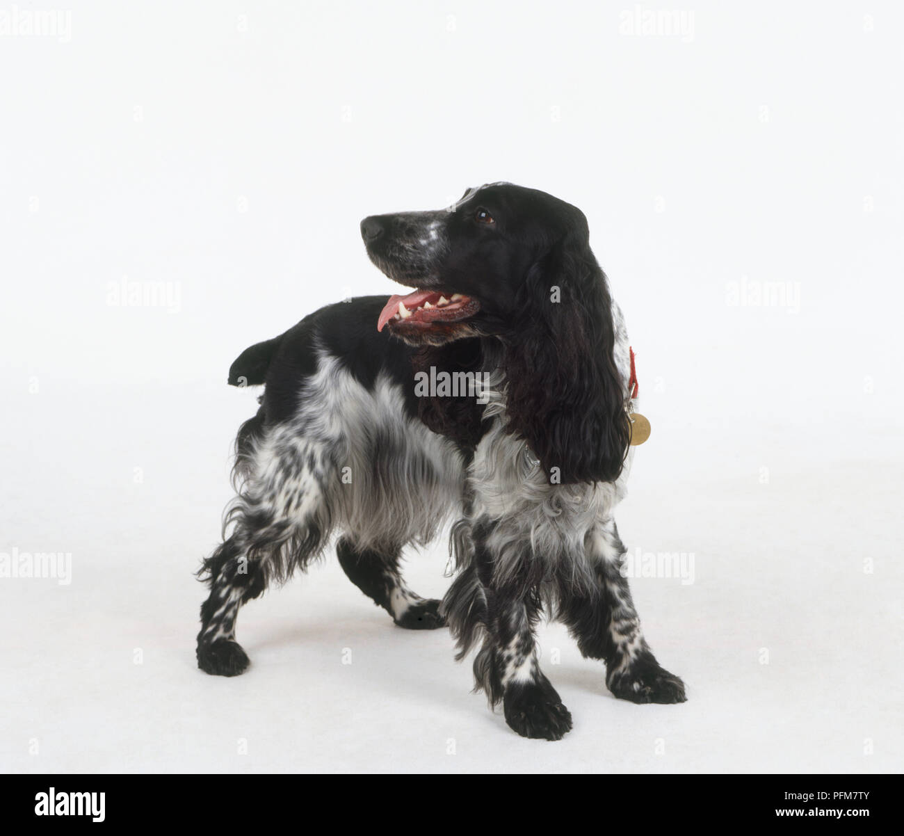 English cocker spaniel, ansimazione Foto Stock