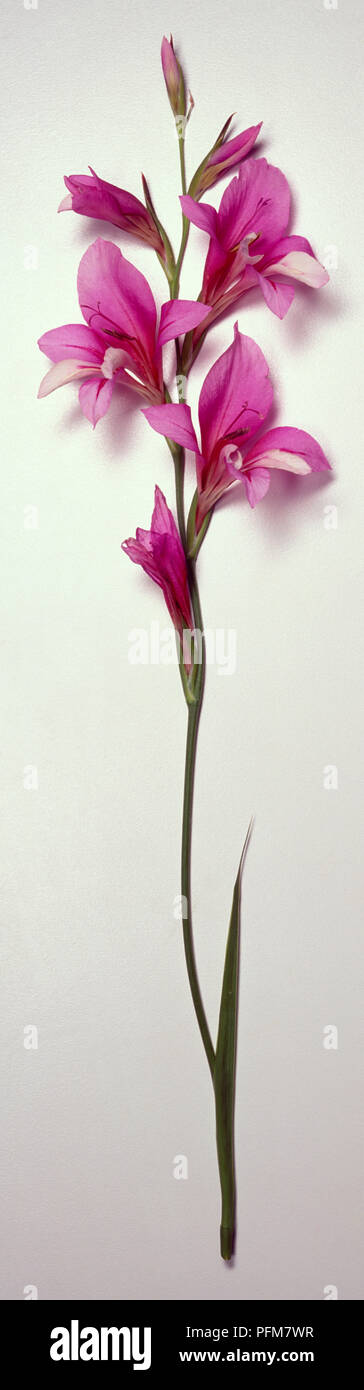 Gladiolus illyricus stelo rosso con fiori viola sul singolo picco di verde. Foto Stock