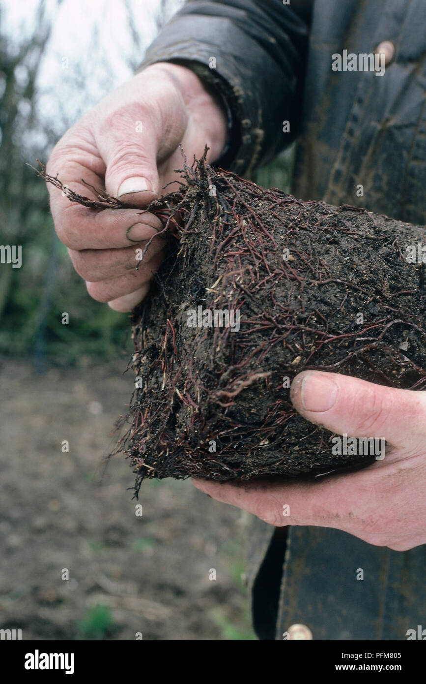 Mani dell'uomo separazione dell o districare le radici in corrispondenza della base di un contenitore pianta coltivata. Foto Stock