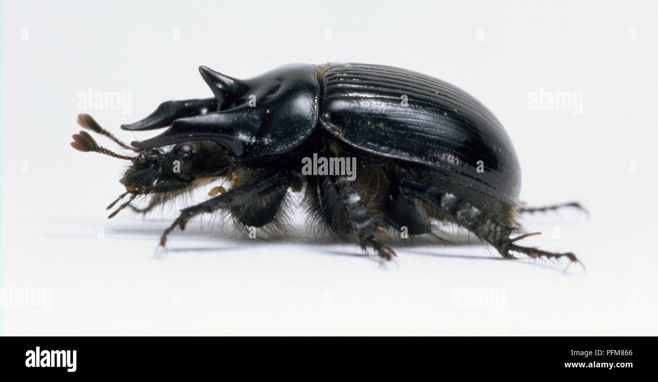 Minotauro beetle, Typhoeus typhoeus, con due grandi corna sporgente in avanti dalla testa e una tromba acustica rivolta verso l'alto, segmentato del corpo è coperta da nero lucido ali, vista laterale. Foto Stock