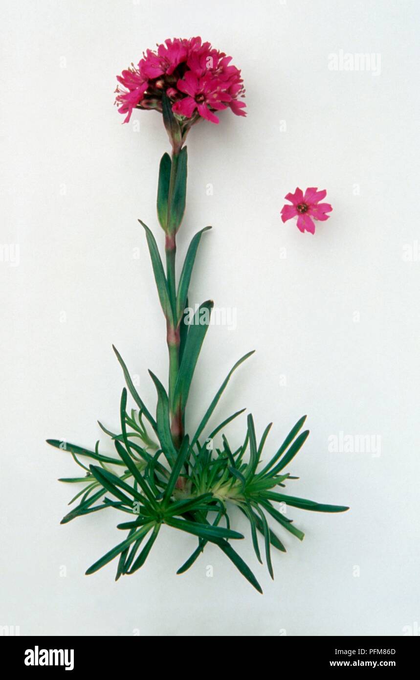 Lychnis alpina (Alpine catchfly), stelo con fiori di colore rosa e foglie, e separati con fiore Foto Stock