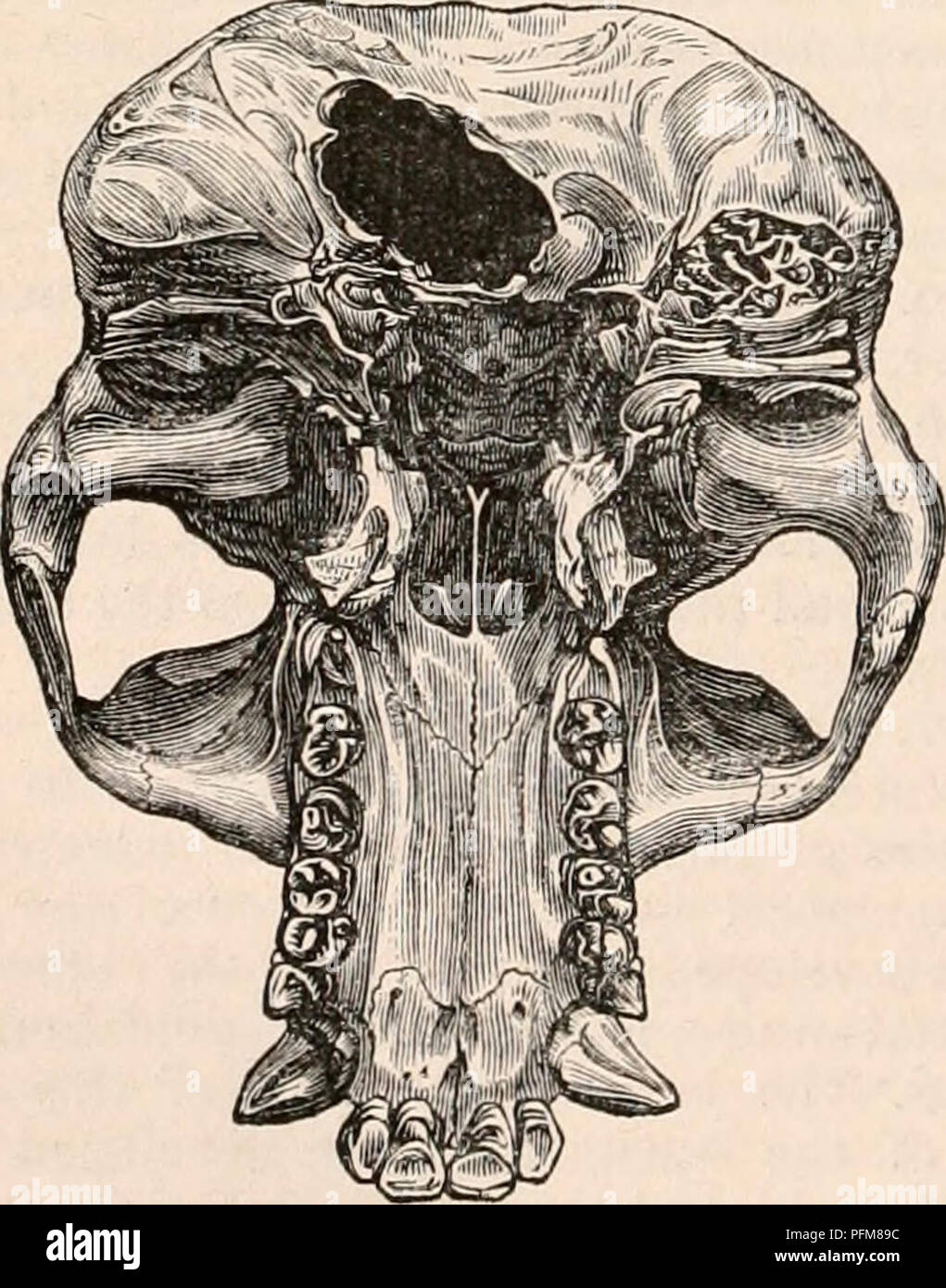 Questo lavoro di riferimento presenta viste dettagliate del cranio del gorilla (Troglodytes gorilla), evidenziando il processo post-glenoide, il processo uditivo e le loro posizioni rispetto ad altre strutture craniche, contribuendo agli studi di anatomia comparata. Foto Stock
