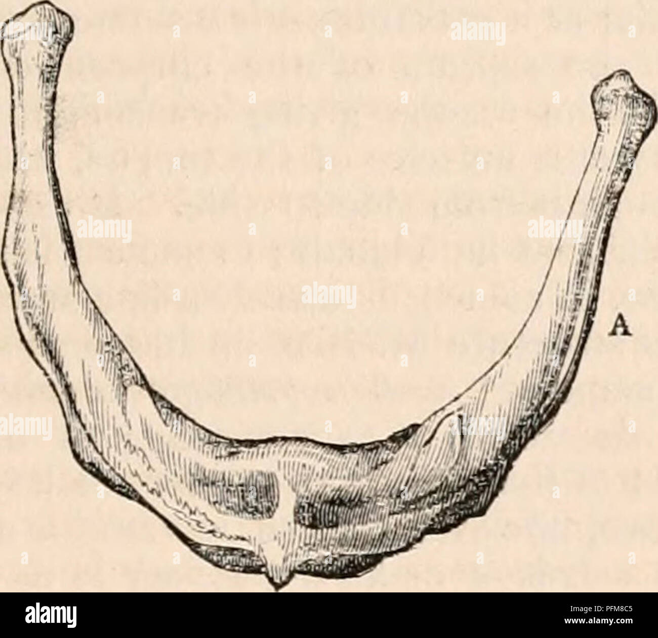 . Il encyclopaedia - Wikizionario di anatomia e fisiologia. Anatomia e fisiologia; Zoologia. La linguetta. 1123 epiglottide. Esso contiene meno muscolare e più tessuto fibroso rispetto a qualsiasi altra parte della linguetta. Tale, poi, è una descrizione generale della linguetta, - tali sono le apparenze che pre- inviato da soli a occhio, a proposito della sua ex- superficie interna e la configurazione. Esaminiamo ora queste strutture in modo più particolareggiato, e, al fine di facilitare questo esame, disporre le parti che contribuiscono alla formazione dell'organo, secondo l'ufficio soddisfano, o il loro carattere assoluto. Per quanto riguarda la linguetta in questa Foto Stock