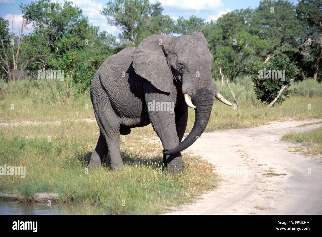 Il Botswana, Moremi Game Reserve, dell' elefante africano (Loxodonta africana) a piedi dalla waterhole Foto Stock