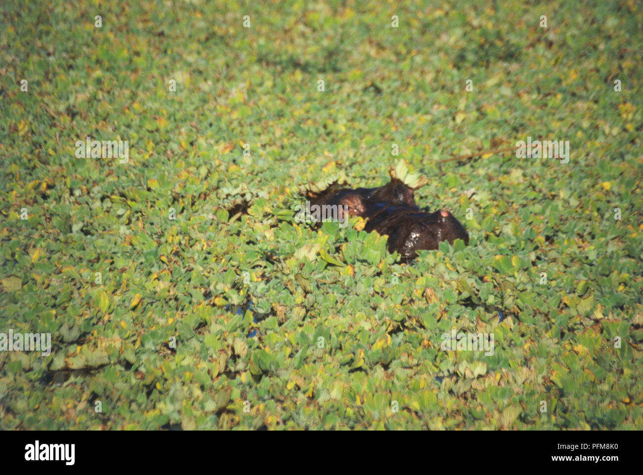 Hippopotamus amphibius (ippopotamo). Famiglia Hippopotamidae. Testa e occhio di un ippopotamo è appena visibile in una palude nel Parco Nazionale di Kruger, Sud Africa. Luglio 27, 1998. Foto Stock