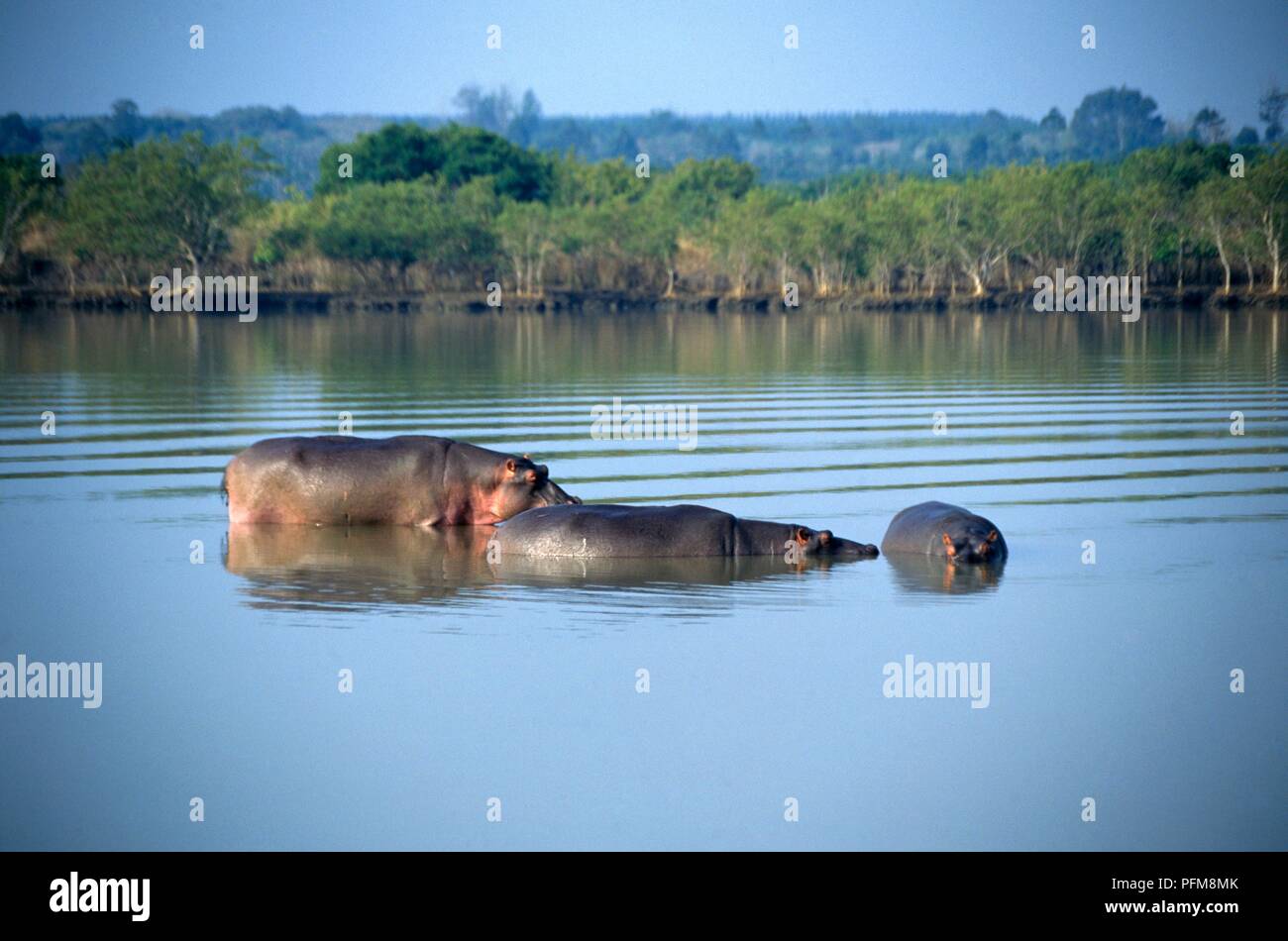 Sud Africa, KwaZulu-Natal, St Lucia Estuary, gruppo di ippopotamo crogiolarsi nell'acqua Foto Stock