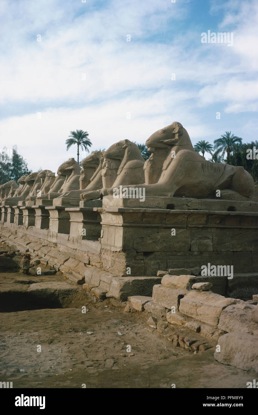 L'Egitto, il viale di ram-guidato sphinx, rivestiti con pietra sfingi, una manifestazione del dio Amon Ra, all'ingresso del primo pilone, Tempio di Karnak. Foto Stock