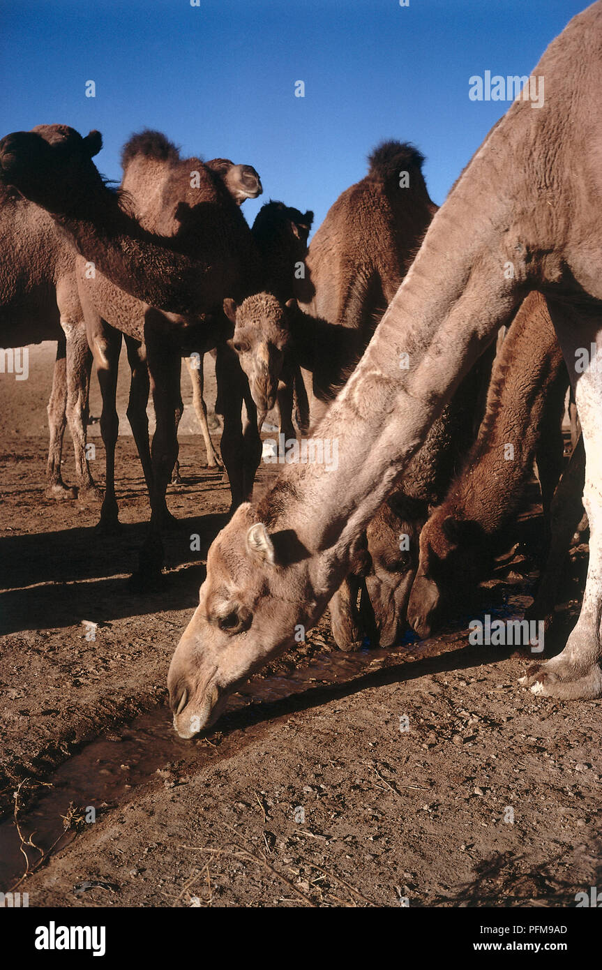 Close-up di un cammello acqua potabile in corrispondenza di un foro di irrigazione a sud di Amman, Giordania, altri cammelli bevendo in background. Foto Stock