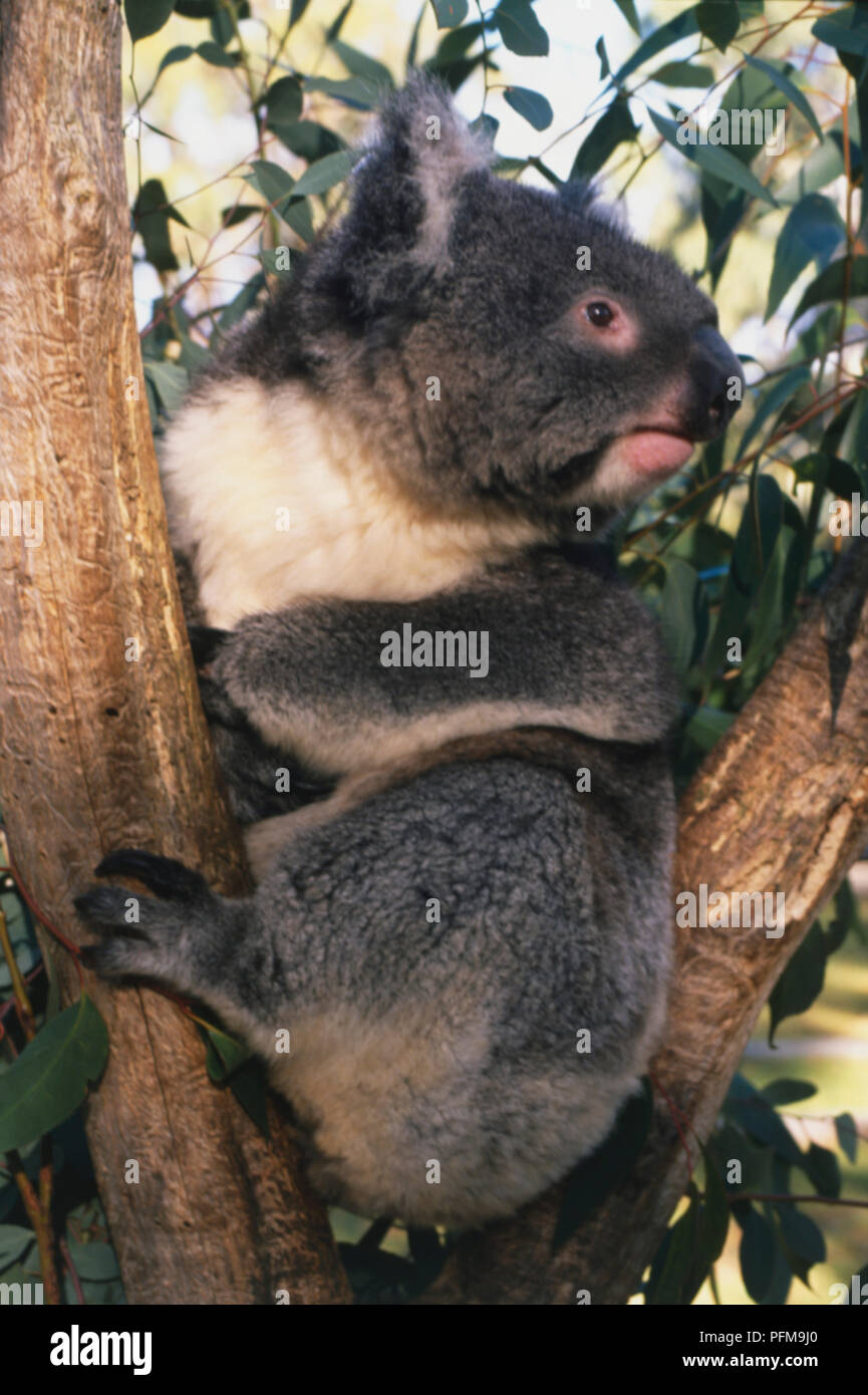 Phascolarctos cinereus (Koala). Famiglia Phascolarctidae. Il Koala in una struttura ad albero Oine solitario Santuario dei Koala, Brisbane, Australia. Marsupialia ordine è stato suddiviso in diversi ordini; il koala appartiene all'ordine Diprotodontia. Foto Stock