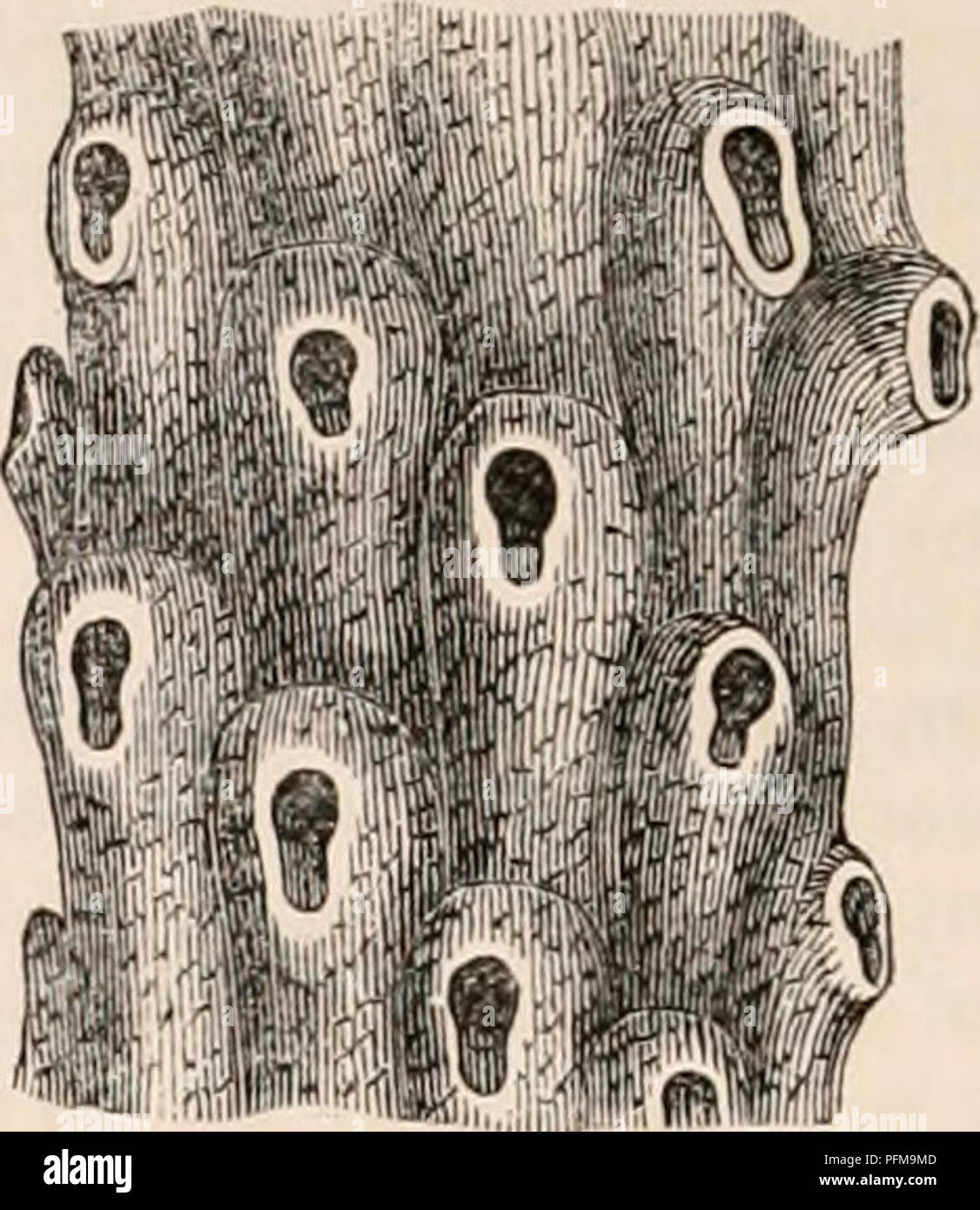 . Il encyclopaedia - Wikizionario di anatomia e fisiologia. Anatomia e fisiologia; Zoologia. 52 POLYPIFERA. porzione di membrana tegumentary che, mediante il deposito di molecolare di terriccio nel suo tessuto, diventa ossificata, qualcosa come la cartilagine degli animali superiori, senza cessare di essere la sede di spostare nutritiva- mento. È evidente altresì che ciò che viene di solito chiamato il corpo del Bryozoon costituisce, infatti, ma una piccola parte di esso, principalmente costituito da l'apparato digerente appa- ratus. Come per l'opercolo, destinata a chiudere l'ingresso della cella tegumentary, si tratta semplicemente di un labbro-come fol Foto Stock