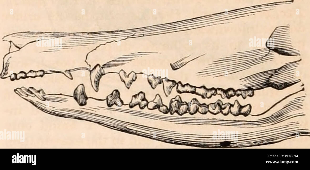 . Il encyclopaedia - Wikizionario di anatomia e fisiologia. Anatomia e fisiologia; Zoologia. Myrmecobiiis fasciattu. 4-4 1-1 Incisivi " "; canini 1 ^ ; praemolars 3-3 6-6 molari --j;: = 54. 3-3' 6-6 da questa formula si sarà visto che il numero di molari, diciotto in entrambe le ganasce, ex- razione di BE riesce a quella di qualsiasi altro noto mar esistente- supial e quasi si avvicina alla peculiare formula dentale del Thylacotherittm estinto,* e quella che caratterizza alcuni dell'ex- isting armadilli. La somiglianza con il genere Dasypus viene inoltre effettuata in piccole dimensioni dei denti molari, la loro separazione da ogni altro b Foto Stock