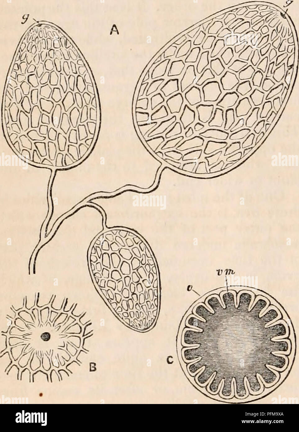 . Il encyclopaedia - Wikizionario di anatomia e fisiologia. Anatomia e fisiologia; Zoologia. [106] OVUM. che suddividono le loro; e come queste pieghe trasversali sono formate quelle longitudinali beome gradu- alleato indebolita. La superficie dell'uovo presenta quindi l'aspetto reticolato che è mostrato in fig. 70.* sulla realizzazione di una sezione attraverso ad un uovo, temprata^ in alcool o qualsiasi altro reagente idoneo, è facile per- ricezione che il ovicapsule non prende parte alle inflessioni, ma che esse consistono interamente nella scanalatura del tuorlo e la corrispondente flessione nelle scanalature del vitelline mem brane-. Questo Foto Stock