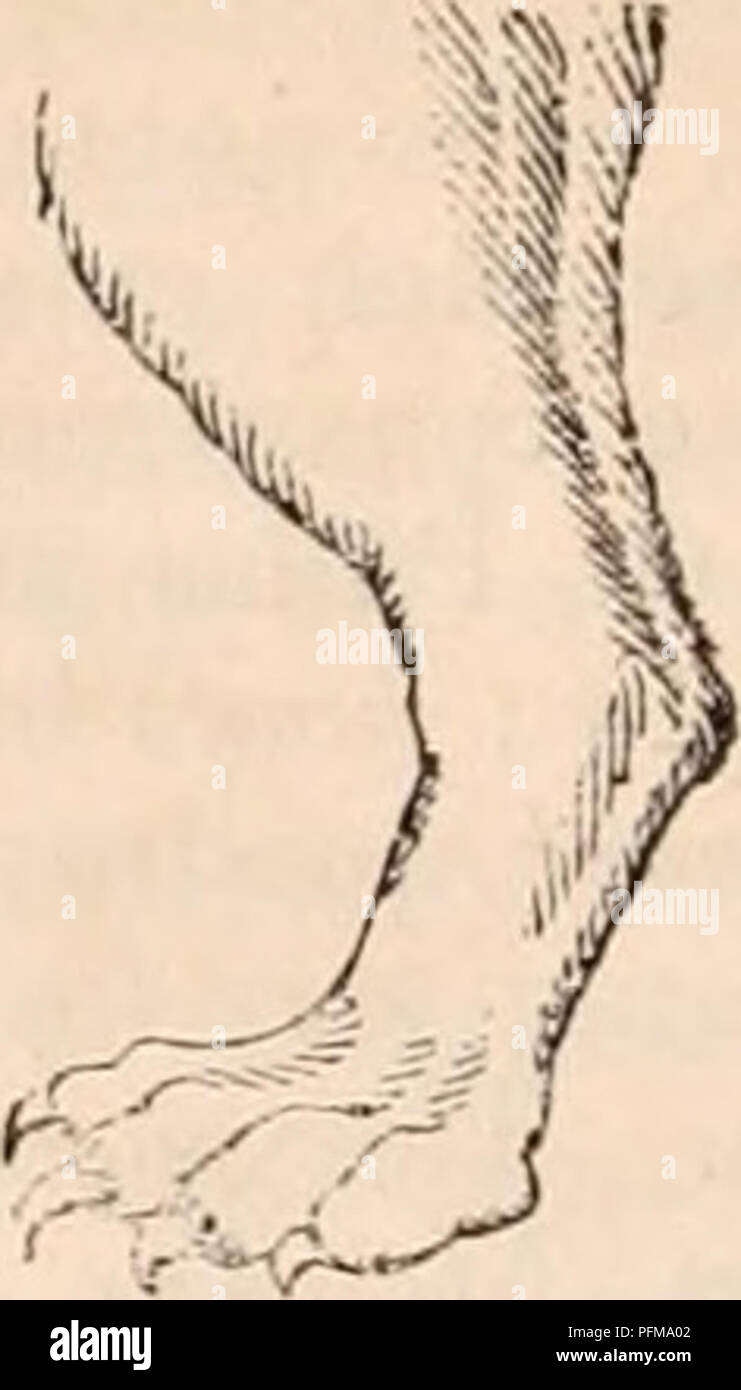 . Il encyclopaedia - Wikizionario di anatomia e fisiologia. Anatomia e fisiologia; Zoologia. Fig. 62.. Estremità di cerva, Ape. Fig. 64. Estremità di cerva, Lion. Fig. 65. Cranio di un roditore, Hind ley, antilopi fluenze la loro destrezza e dà varietà per le loro modalità di azione : è la facoltà di opporsi ad un pollice alle altre suonerie, in modo da cogliere i piccoli oggetti, che costituisce una mano, propriamente detta. Questa facoltà è portato al suo più alto grado di perfezione nell'uomo, in cui tutta la estremità anteriore è libera e può essere utilizzato esclusivamente in pre- hension. Queste combinazioni differenti, che str Foto Stock