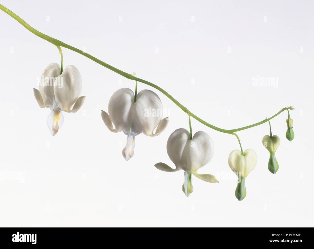 Dicentra spectabilis "Alba" , cluster di sanguinamento bianco Cuore cultivar fiori, vista laterale Foto Stock