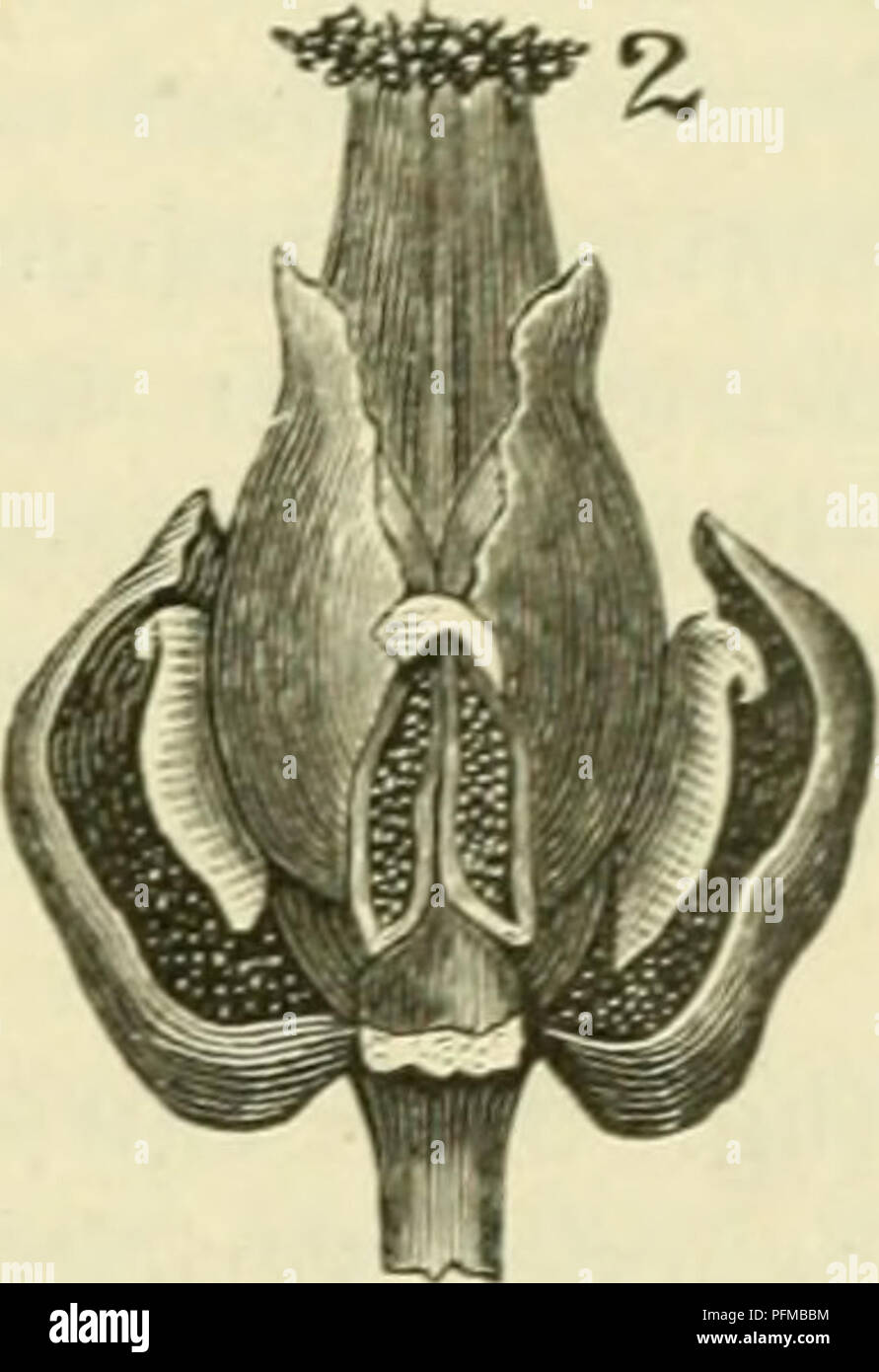 . De flora van Nederland. Piante. Triglochin palustris. Fig. 578. / Een bloem , waarin de stempel al ge- schikt è stuifmeel om op te nemen, terwijl de helmknopjes nog gesloten zijn, 2 Een bloem waarin de stempel al verwelkt è, ter- wijl de 3 onderste helmknopjes zich hebben geopend en hun stuifmeci in de daar onder liggende uitgeholde bloemuekbladen hebben afgezet. Het voorste onderste bloemdekblad è in beide bloemen afgesneden. 1) maritima = zee.. Si prega di notare che queste immagini vengono estratte dalla pagina sottoposta a scansione di immagini che possono essere state migliorate digitalmente per la leggibilità - colorazione e appe Foto Stock