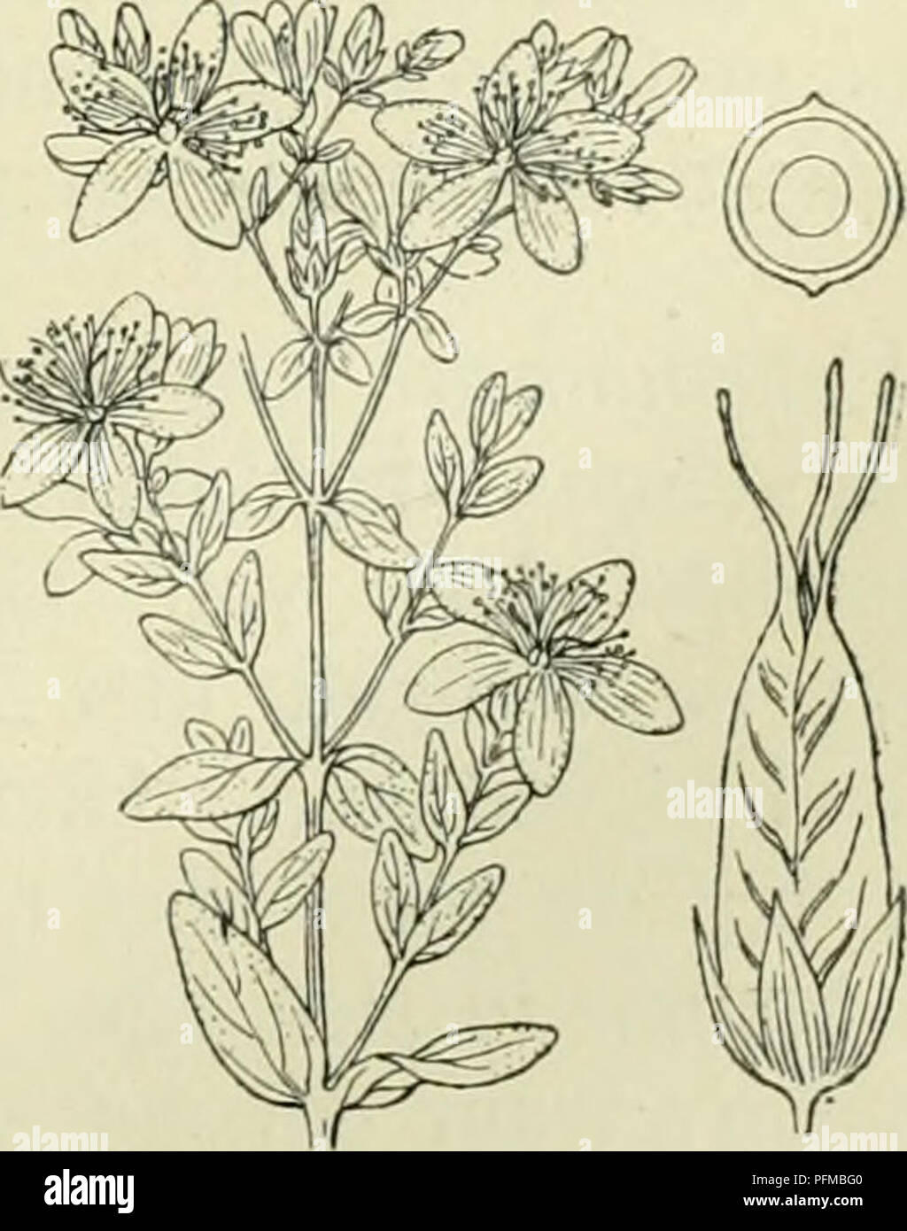 . De flora van Nederland. Piante. HypericuOT helodes Fig. 400. Biologische bijzonderheden. Bij vele Hypericumsoorten zijn kiierachtige^ kleverige kelken, die insecten opkruipende beletten naar de bloemen te komen, waar zij toch geen dienst zouden doen. De oliekliertjes in de bladen houden dieren terug om de impianto te eten. De bloemen zijn groot, levendig gekleurd bloemkroon porta en meeldraden. Bevatten Zij geen honig (behalve misschien H. helodesj en zijn homogaam. H. helodes') L. ulteriori come h erts hooi (fig. 400). Deze impianto gelijkt wel iets op H. humifusum, doch è veel krachtiger en heeft groot Foto Stock