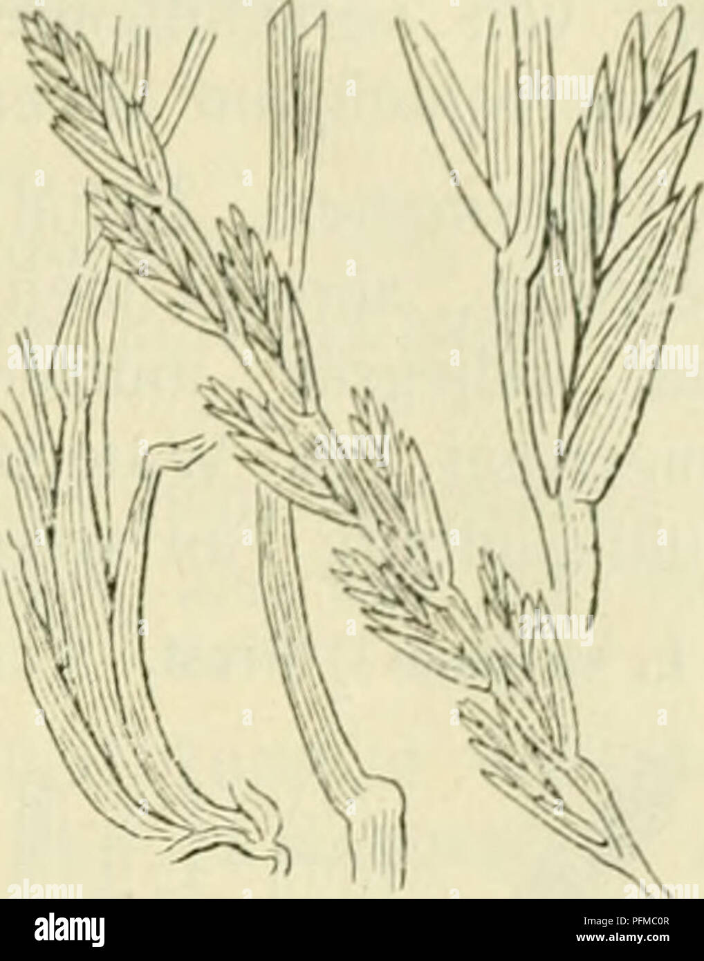 . De flora van Nederland. Piante. FAMILIE 18. Graminacee. Â 563. Lolium perenne Fig. 504. De spil der aartjes è vrij taai en lieti. Het kelkkafje è meest tot 8 mM lang, 7-9-nervig spits, circa l'.j maal zoolang als het voor dit staande kroonkafje onderste en staat van den voet te beginnen van de come der aar af. Het onderste kroonkafje è meest tot 6 niM lang, stomp di sputa, meest kruidachtig. 3-6 dm. 2].. JuniâHerfst. Als variÃ"teiten komen bij ons voor: ,S. orgyiale^) DÃ¶ll. Impianto krachtig, rechtopstaand. Aartjes circa 12-bloemig, dicht bijeen, doch recht- opstaand. Een vorm hiervan è b. pol Foto Stock