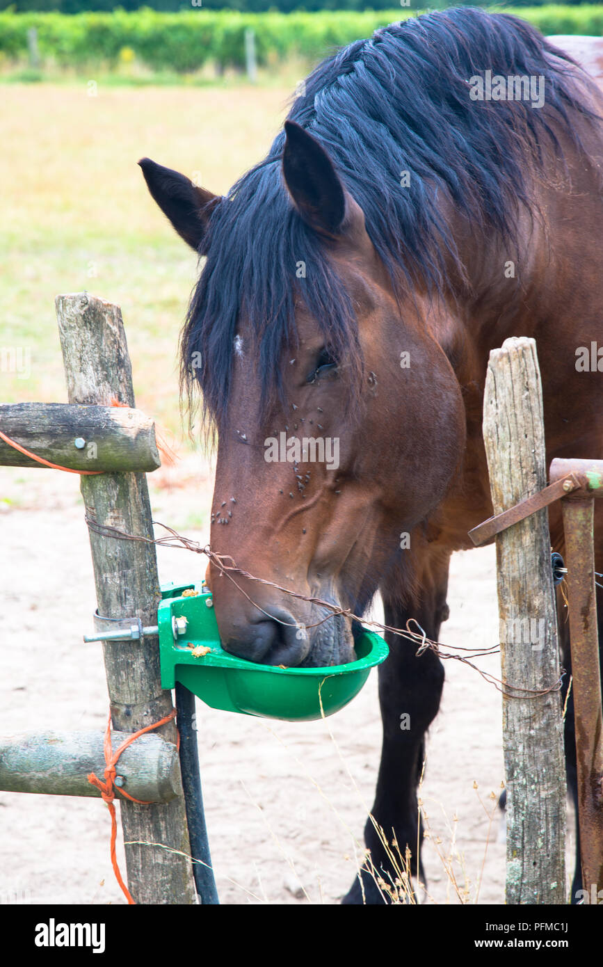 Pompa a testa di cavallo immagini e fotografie stock ad alta risoluzione -  Alamy