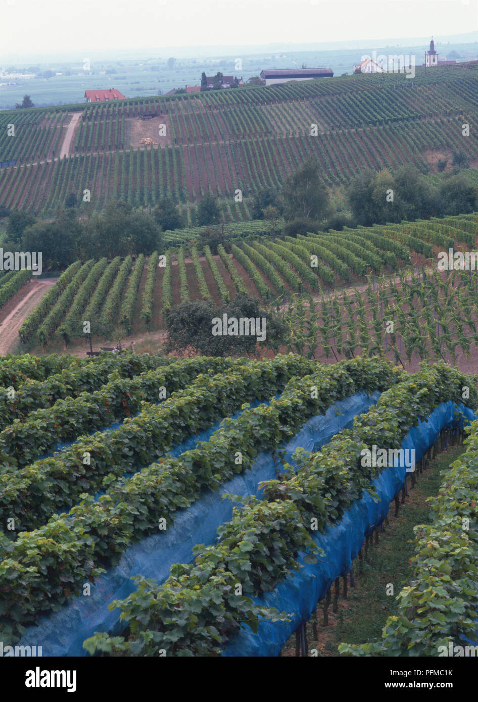 Germania, vigneti in Edenkoben, nella parte meridionale della Weinstrabe, nel Palatinato. Foto Stock