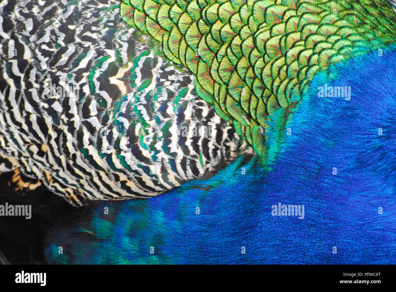 Un incredibile abstract close up del contrasto colori iridescenti e modelli delle belle piume sul retro di un maschio di pavone. Foto Stock