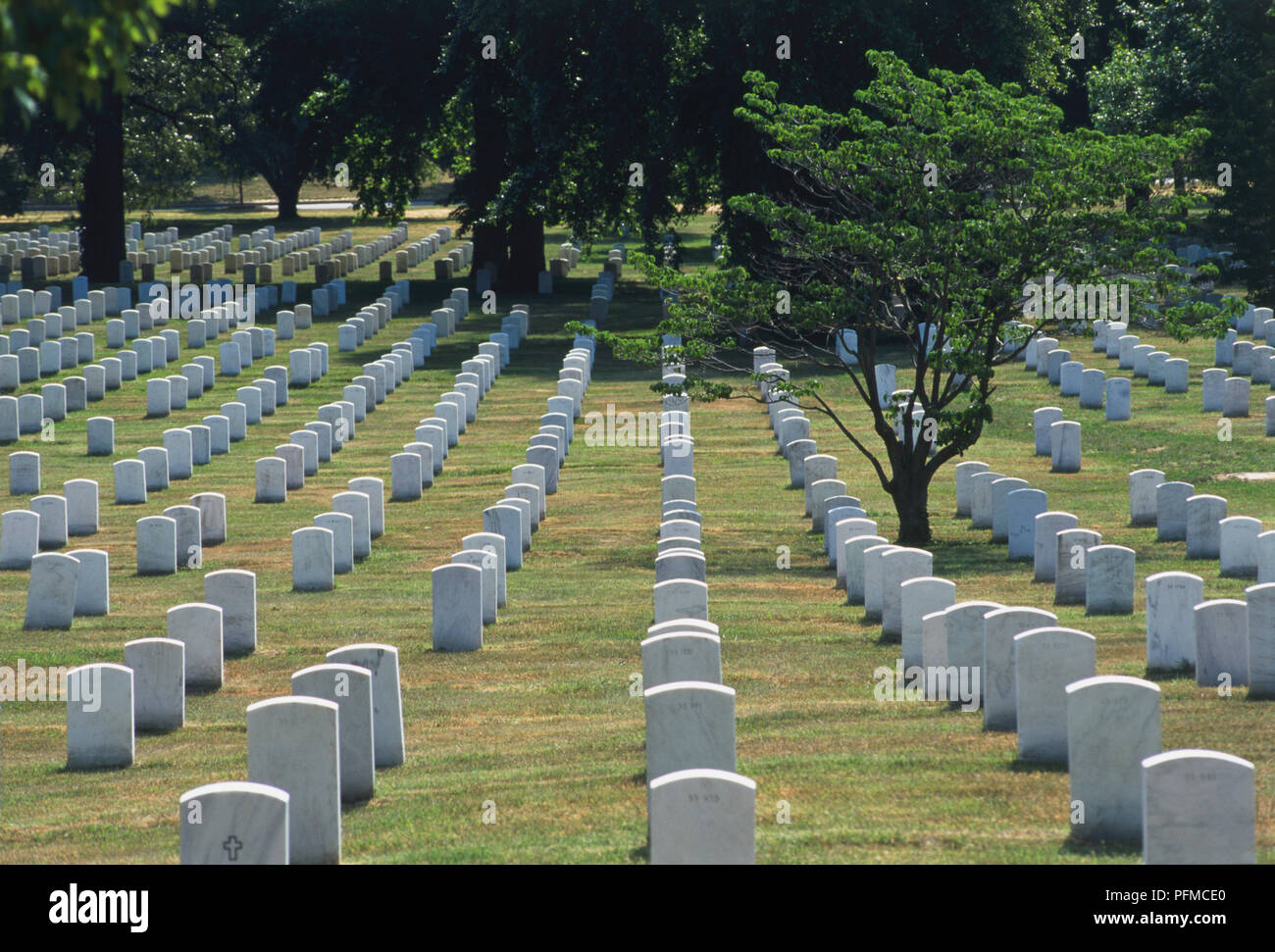 Mare di tombe nel cimitero di Arlington Foto Stock