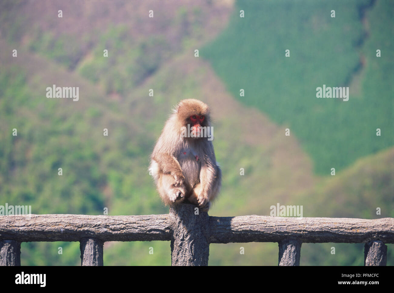 Giappone, Honshu settentrionale, Nikki National Park, Macaca fuscata, Giapponesi Macaque monkey seduto sul palo di legno da strada, vicino, vista frontale. Foto Stock