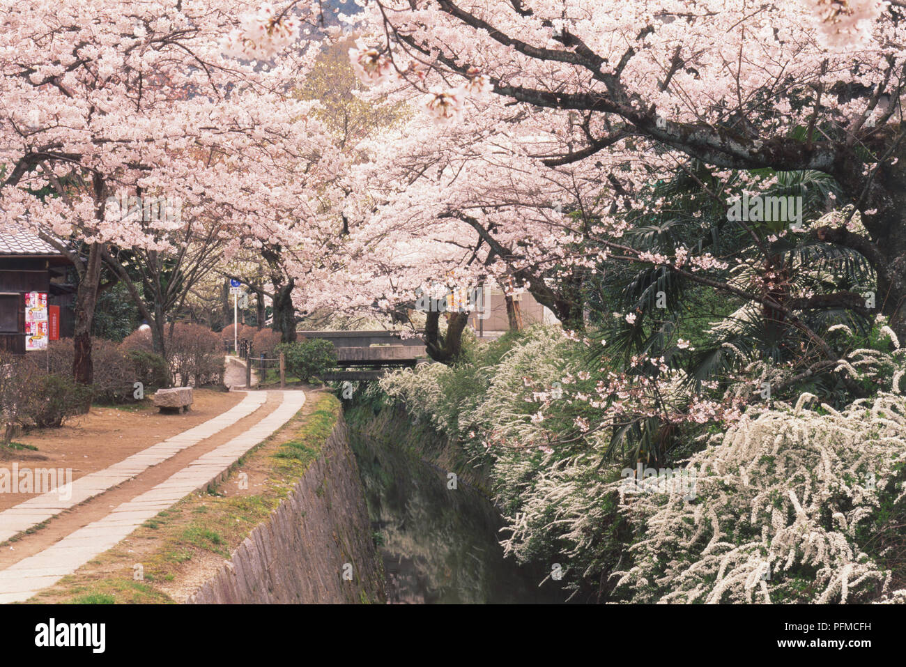 Giappone, Kyoto, filosofo a piedi, Prunus sp., ciliegia giapponese, alberi fioriti fodera banca Canale di Beagle a piedi. Foto Stock