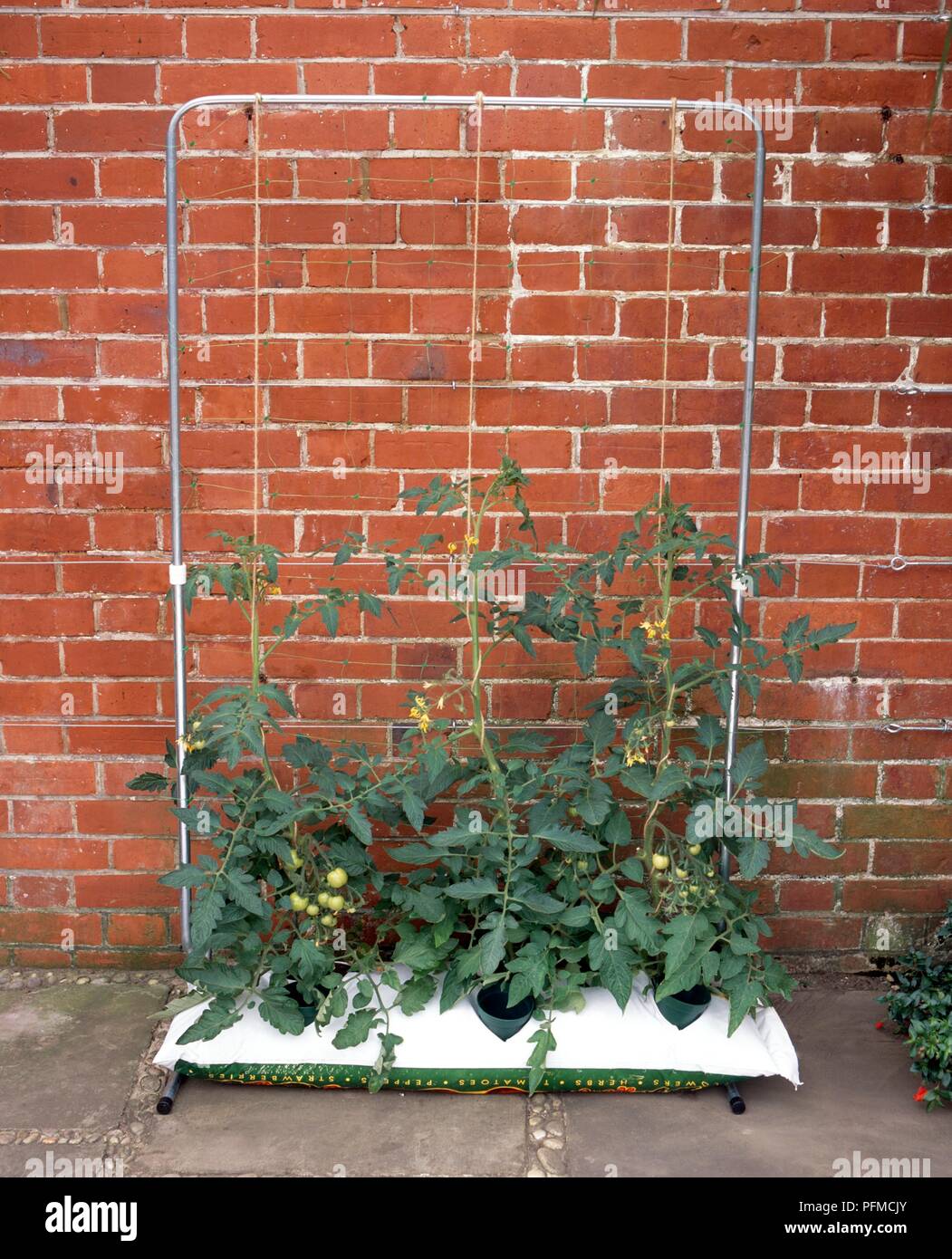 Le piante di pomodoro supportato da una stringa fissata ad un telaio metallico, cresciuto da un sacco di coltura Foto Stock