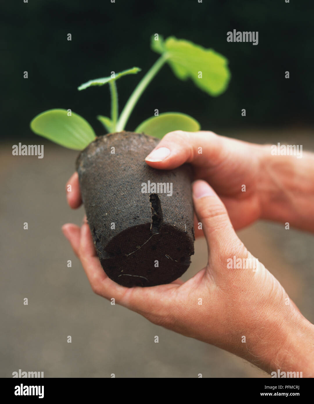Mani tenendo un pot biodegradabile contenente una pianticella di zucchine, close up Foto Stock