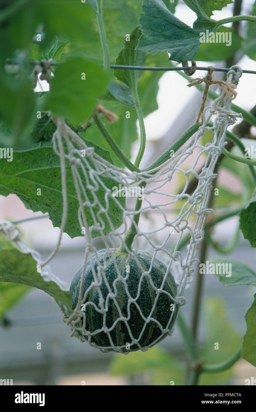 Melone dolce supportato da una rete, coltivati in serra, close-up Foto Stock