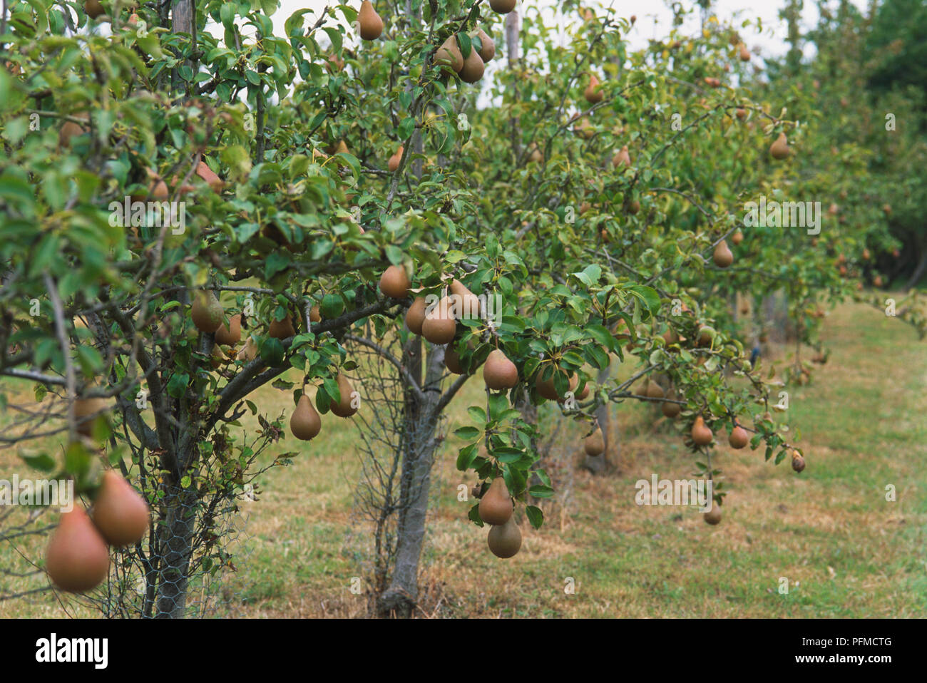 Pyrus communis var. sativa, pere, orchard alberi pesanti con frutta, vicino. Foto Stock