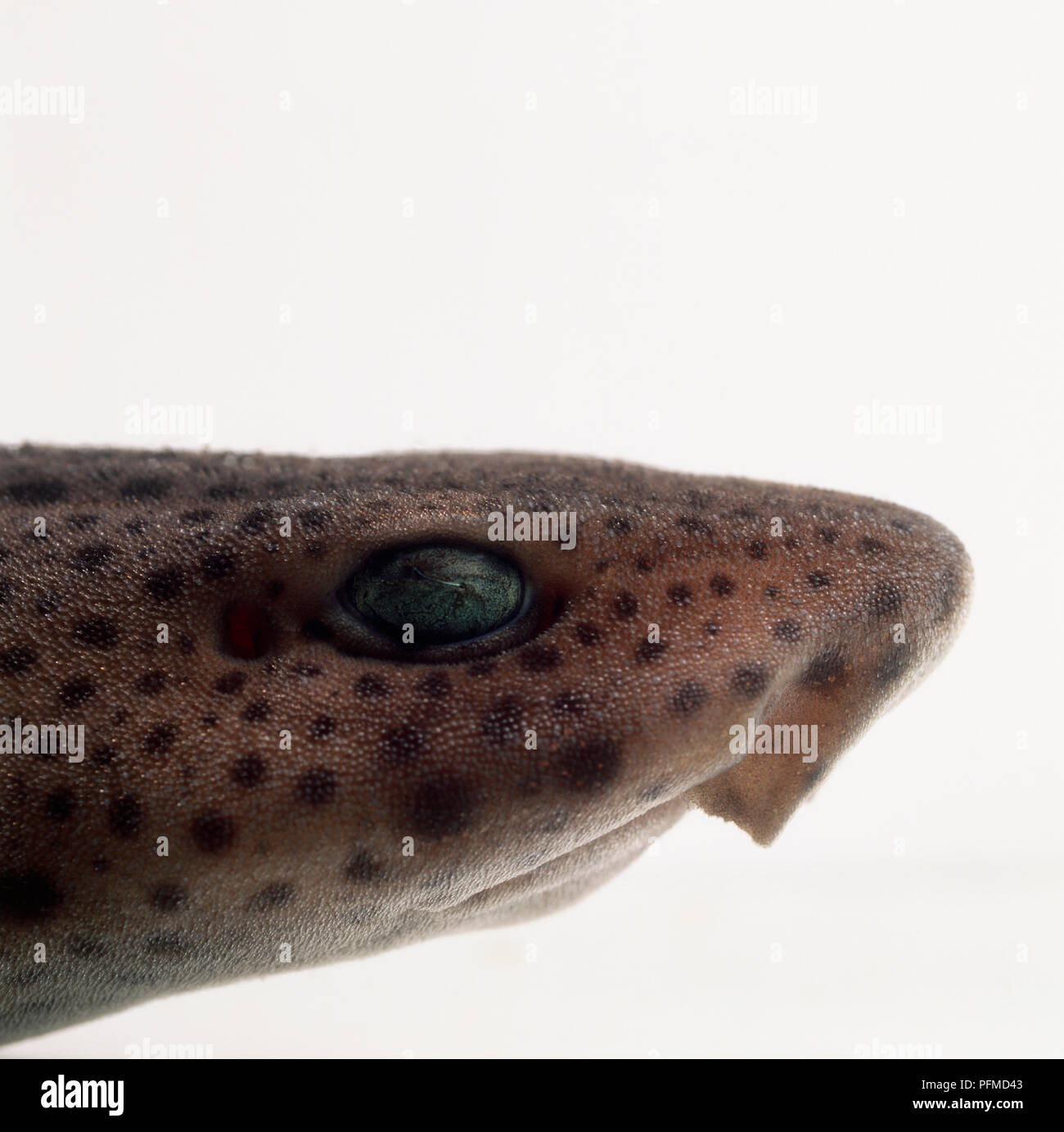 Testa di minor gattuccio (Scyliorhinus canicula), profilo Foto Stock