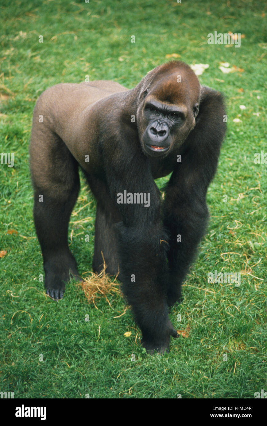 Maschio adulto di pianura (Gorilla Gorilla beringei graueri) a carponi sull'erba. Foto Stock