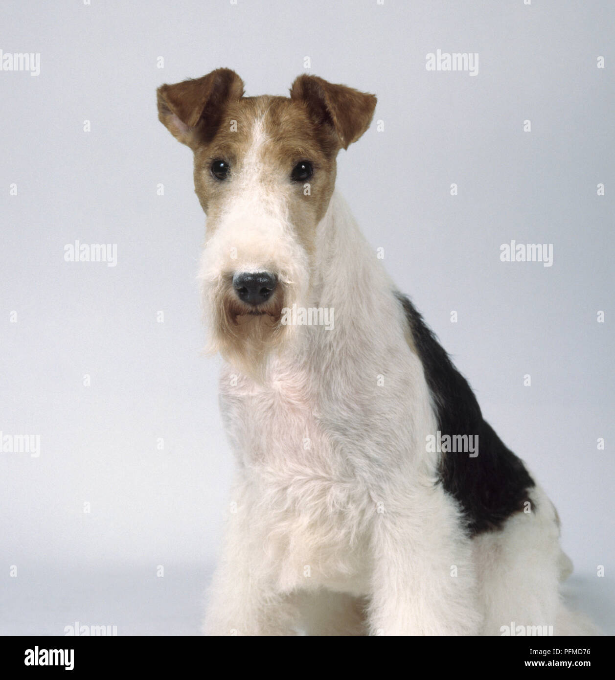 Filo Fox Terrier, guardando la fotocamera Foto Stock