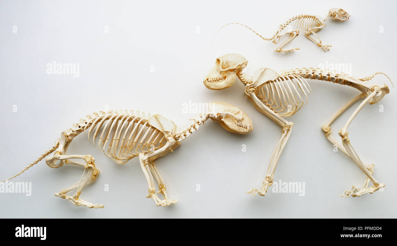 Tre scheletri di mammiferi, compresi scoiattolo (top), Badger (sinistra) e di scimmia rhesus (a destra), in vista laterale Foto Stock