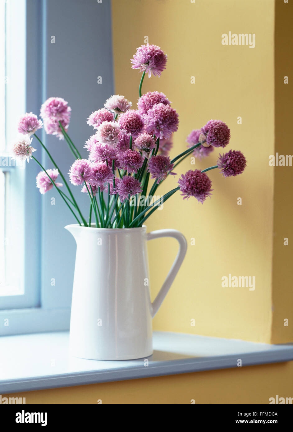 Caraffa del Bianco contenente la fioritura di erba cipollina con round viola-rosa, flowerheads su bianco davanzale sullo sfondo delle pareti verdi e blu pallido sul telaio di una finestra. Foto Stock