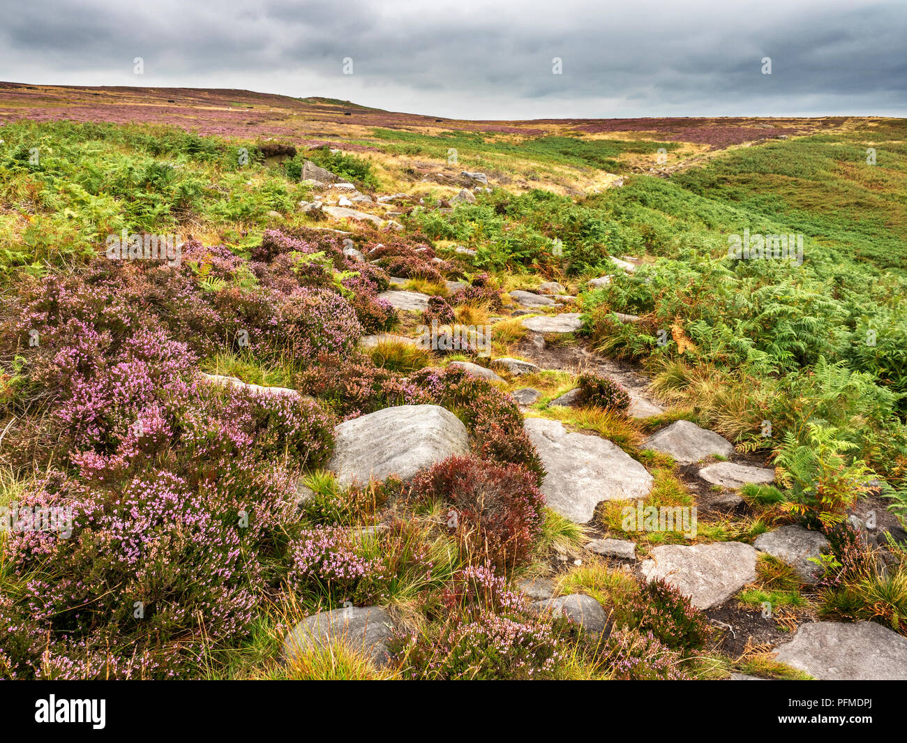 Burley Moor vicino Stead falesia West Yorkshire Inghilterra Foto Stock
