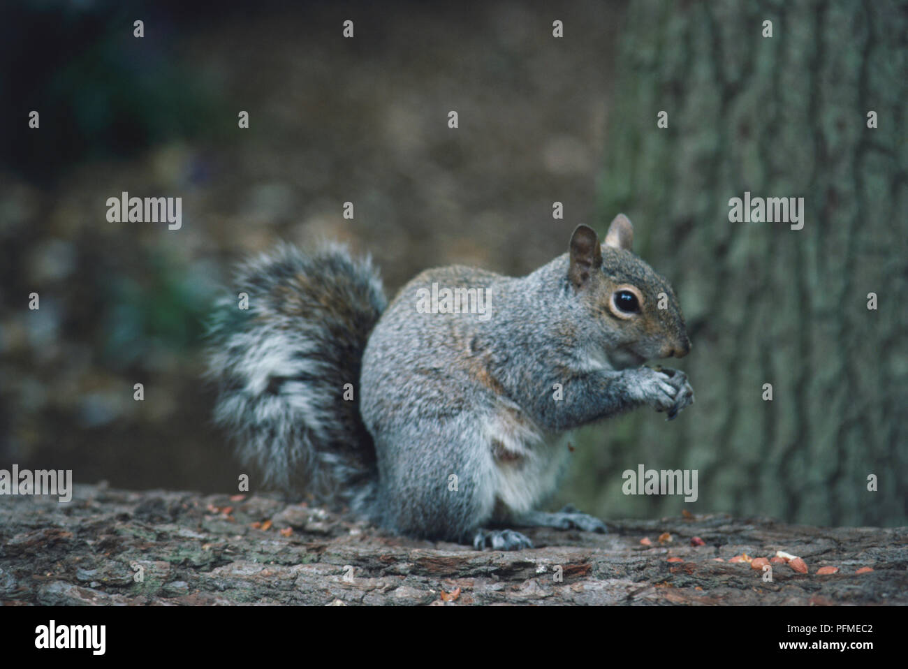 Grigio orientale scoiattolo (Sciurus carolinensis) sedersi e mangiare un dado, vista laterale. Foto Stock