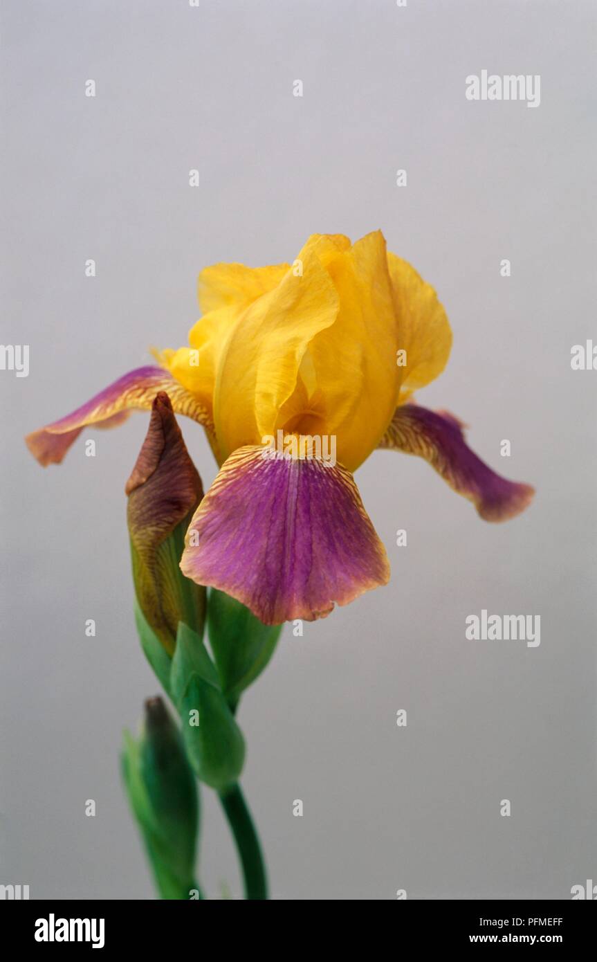 Giallo e malva fiore di Iris barbuto "Aachen Elf', close-up Foto Stock