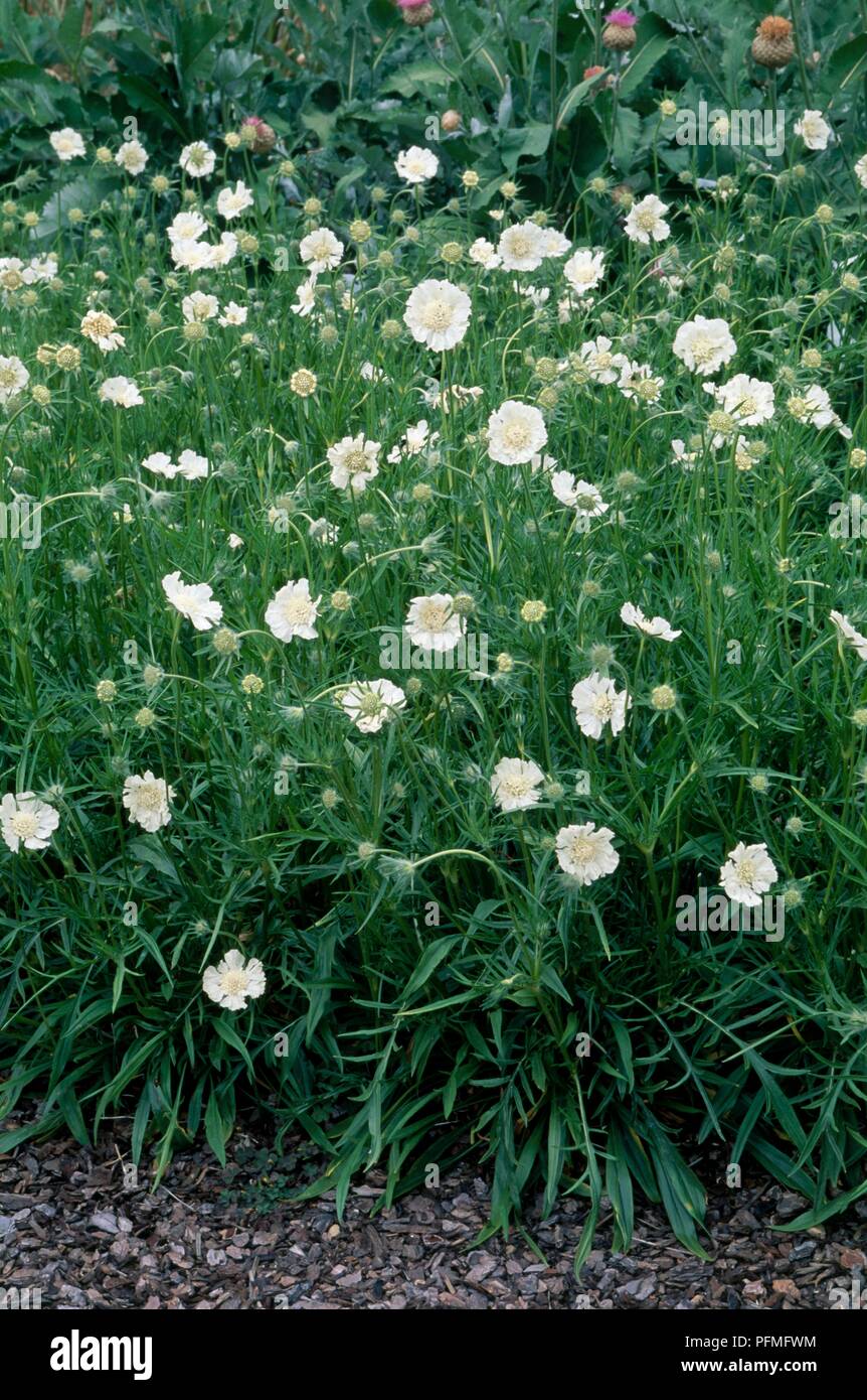 Fiori bianchi e foglie verdi da Scabiosa caucasica 'Miss Willmott' (Scabious o puntaspilli fiore) Foto Stock