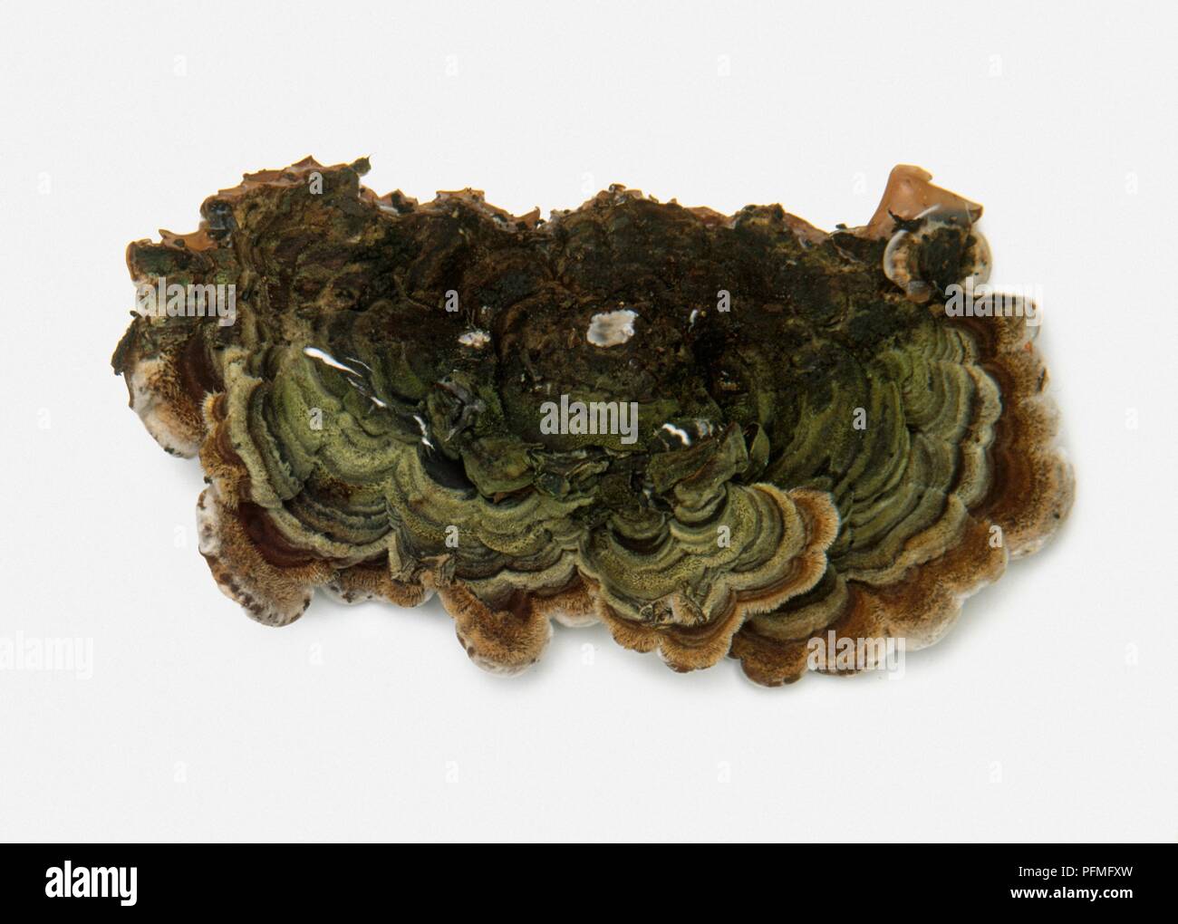 Auricularia mesenterica (trippa fungo), un tipo di fungo della staffa Foto Stock