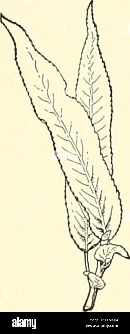 . Dell'enciclopedia di American orticoltura comprendente suggerimenti per la coltivazione di piante orticole, descrizioni delle specie di frutta e ortaggi, fiori e piante ornamentali vendute negli Stati Uniti e in Canada, insieme geografico e biografie. Il giardinaggio. 2135. Staminate amenti del salice Qoat-Salix caprea (X Amer. : Questa è una specie di variabile e senza dubbio alcune delle forme in essa inclusi sono ibridi; diversi sup- pone ibridi naturali sono stati descritti. Var. P6n- dula, hort., è una forma di decumbent. 23. peculare&amp;ta, Anders. Colorado Willow. Una fitta diffondono sh Foto Stock
