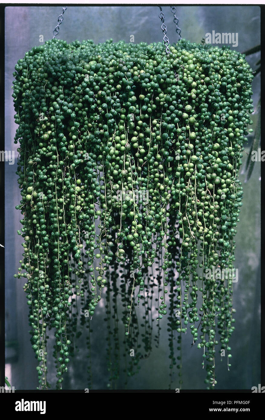 Foglie da Senecio rowleyanus (Stringa di talloni). Foto Stock
